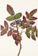 Berberis rampant Berberis repens - Mary Vaux Walcott — Ansicht des Kunstwerks