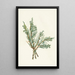 Genévrier rampant Juniperus horizontalis - Mary Vaux Walcott — gerahmtes Bild an der Wand