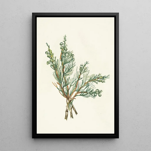 Genévrier rampant Juniperus horizontalis - Mary Vaux Walcott — gerahmtes Bild an der Wand