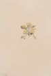 Crepis elegans - Mary Vaux Walcott — Ansicht des Kunstwerks