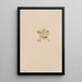 Crepis elegans - Mary Vaux Walcott — gerahmtes Bild an der Wand