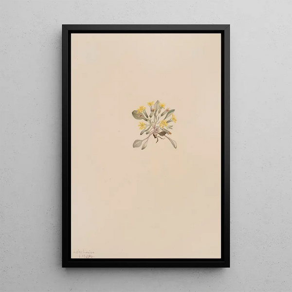 Crepis elegans - Mary Vaux Walcott — gerahmtes Bild an der Wand