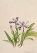Iris crêté Iris cristata - Mary Vaux Walcott — Ansicht des Kunstwerks