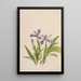 Iris crêté Iris cristata - Mary Vaux Walcott — gerahmtes Bild an der Wand