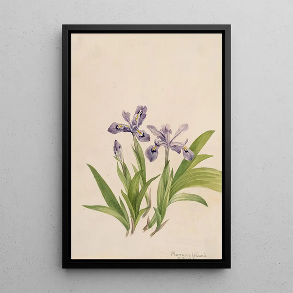 Iris crêté Iris cristata - Mary Vaux Walcott — gerahmtes Bild an der Wand