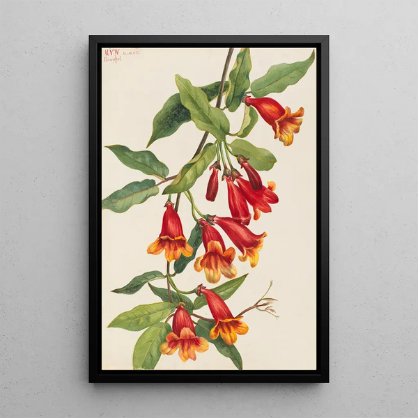Bignone Anisostichus capreolatus - Mary Vaux Walcott — gerahmtes Bild an der Wand