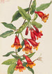 Bignone Anisostichus capreolatus - Mary Vaux Walcott — Ansicht des Kunstwerks