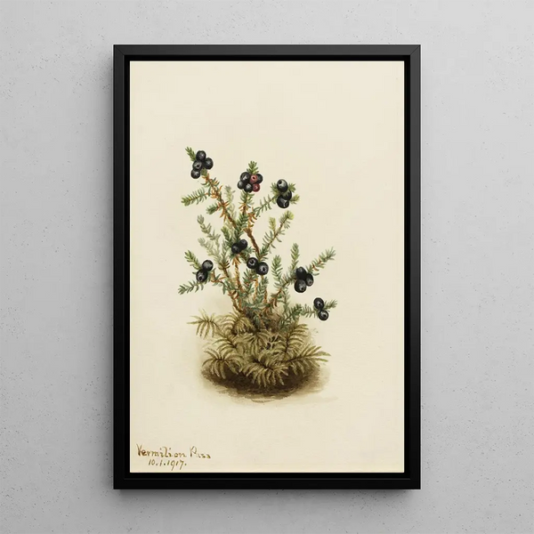 Camarine noire Empetrum nigrum - Mary Vaux Walcott — gerahmtes Bild an der Wand