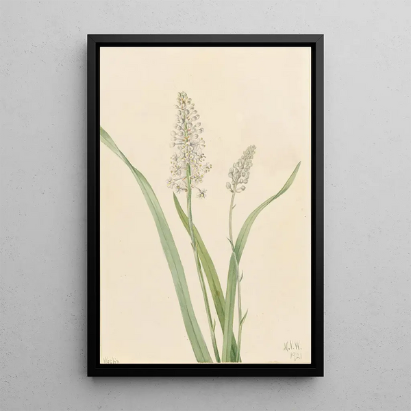 Chrosperma muscaetoxicum - Mary Vaux Walcott — gerahmtes Bild an der Wand