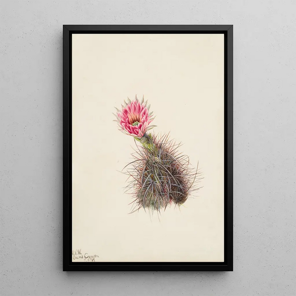 Kaktus Gurke - Mary Vaux Walcott — gerahmtes Bild an der Wand