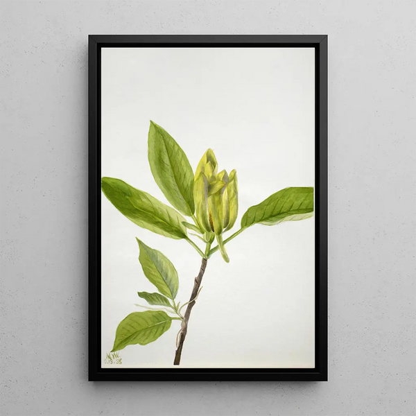 Magnolia acuminata - Mary Vaux Walcott — gerahmtes Bild an der Wand