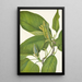Magnolia acuminata - Mary Vaux Walcott — gerahmtes Bild an der Wand