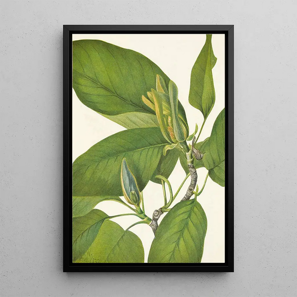Magnolia acuminata - Mary Vaux Walcott — gerahmtes Bild an der Wand