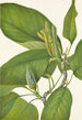 Magnolia acuminata - Mary Vaux Walcott — Ansicht des Kunstwerks