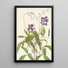 Clématite frisée Clematis crispa - Mary Vaux Walcott — gerahmtes Bild an der Wand