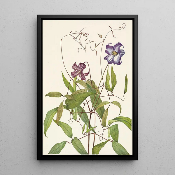 Clématite frisée Clematis crispa - Mary Vaux Walcott — gerahmtes Bild an der Wand