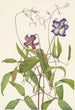 Clématite frisée Clematis crispa - Mary Vaux Walcott — Ansicht des Kunstwerks