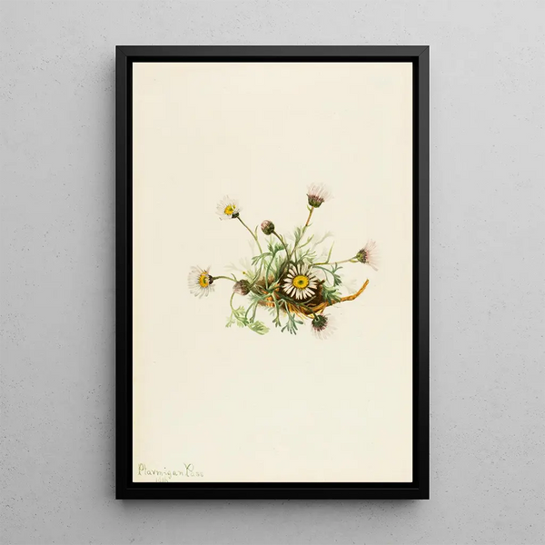 Vergerette à feuilles découpées Erigeron compositus - Mary Vaux Walcott — gerahmtes Bild an der Wand