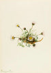 Vergerette à feuilles découpées Erigeron compositus - Mary Vaux Walcott — Ansicht des Kunstwerks