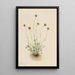 Vergerette à feuilles découpées Erigeron compositus nudus - Mary Vaux Walcott — gerahmtes Bild an der Wand