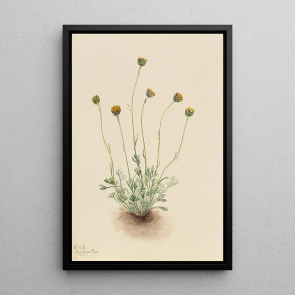 Vergerette à feuilles découpées Erigeron compositus nudus - Mary Vaux Walcott — gerahmtes Bild an der Wand