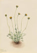 Vergerette à feuilles découpées Erigeron compositus nudus - Mary Vaux Walcott — Ansicht des Kunstwerks