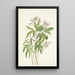 Dentaria laciniata - Mary Vaux Walcott — gerahmtes Bild an der Wand