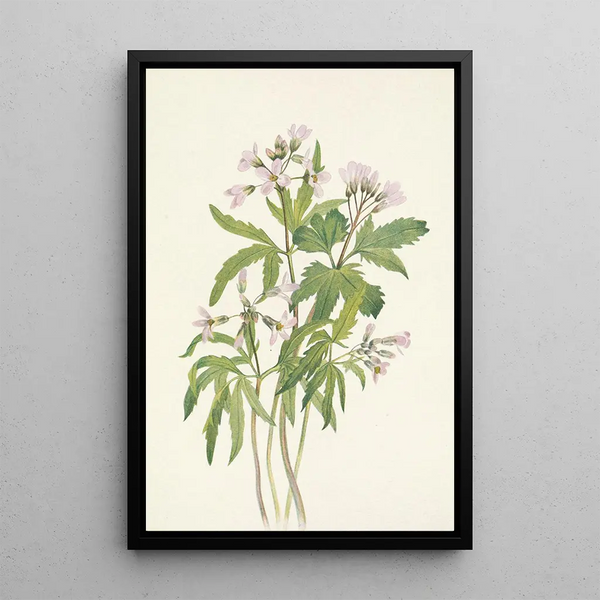 Dentaria laciniata - Mary Vaux Walcott — gerahmtes Bild an der Wand