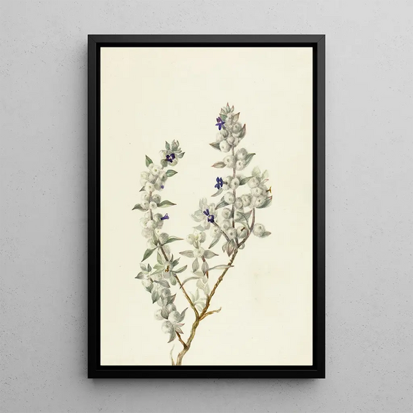 Sauge aus dem Death Valley Salvia funerea - Mary Vaux Walcott — gerahmtes Bild an der Wand