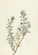 Sauge aus dem Death Valley Salvia funerea - Mary Vaux Walcott — Ansicht des Kunstwerks