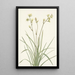 Deathcamas Zygadenus elegans - Mary Vaux Walcott — gerahmtes Bild an der Wand