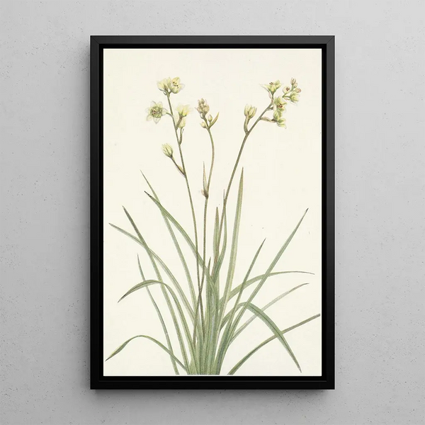 Deathcamas Zygadenus elegans - Mary Vaux Walcott — gerahmtes Bild an der Wand