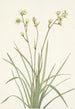 Deathcamas Zygadenus elegans - Mary Vaux Walcott — Ansicht des Kunstwerks