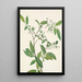 Deerberry Polycodium stamineum - Mary Vaux Walcott — gerahmtes Bild an der Wand