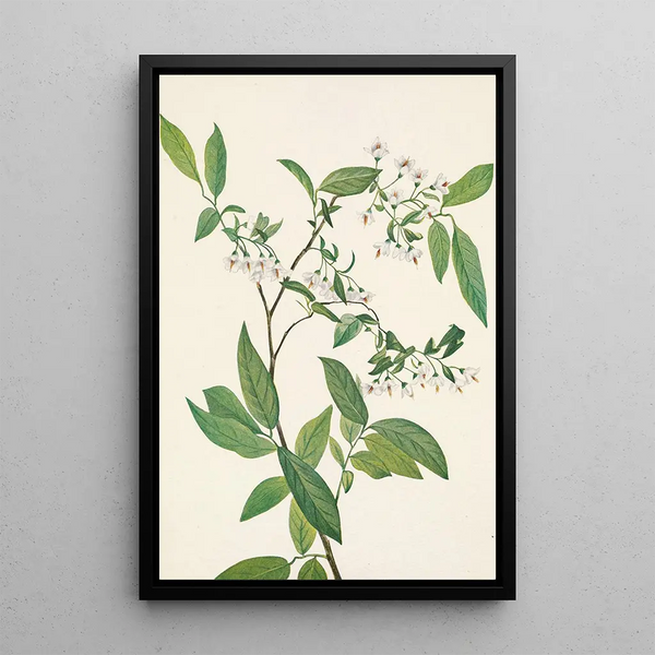 Deerberry Polycodium stamineum - Mary Vaux Walcott — gerahmtes Bild an der Wand