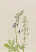 Delphinium Delphinium scopulorum - Mary Vaux Walcott — Ansicht des Kunstwerks