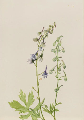 Mary Vaux Walcott - Delphinium Delphinium scopulorum.webp
