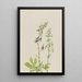 Delphinium Delphinium scopulorum - Mary Vaux Walcott — gerahmtes Bild an der Wand