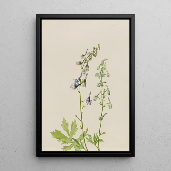 Delphinium Delphinium scopulorum - Mary Vaux Walcott — gerahmtes Bild an der Wand