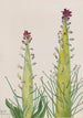 Desert Candle Caulanthus inflatus - Mary Vaux Walcott — Ansicht des Kunstwerks