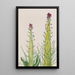 Desert Candle Caulanthus inflatus - Mary Vaux Walcott — gerahmtes Bild an der Wand