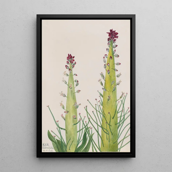 Desert Candle Caulanthus inflatus - Mary Vaux Walcott — gerahmtes Bild an der Wand