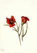 Wüsten-Mariposa Calochortus kennedyi - Mary Vaux Walcott — Ansicht des Kunstwerks