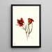 Wüsten-Mariposa Calochortus kennedyi - Mary Vaux Walcott — gerahmtes Bild an der Wand