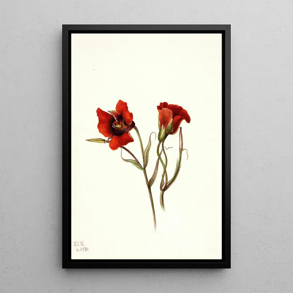 Wüsten-Mariposa Calochortus kennedyi - Mary Vaux Walcott — gerahmtes Bild an der Wand