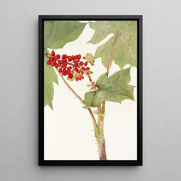 Devilsclub Echinopanax horridum - Mary Vaux Walcott — gerahmtes Bild an der Wand