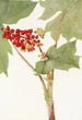 Devilsclub Echinopanax horridum - Mary Vaux Walcott — Ansicht des Kunstwerks