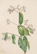 Dogbane Apocyum androsaemfolium - Mary Vaux Walcott — Ansicht des Kunstwerks