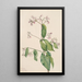 Dogbane Apocyum androsaemfolium - Mary Vaux Walcott — gerahmtes Bild an der Wand