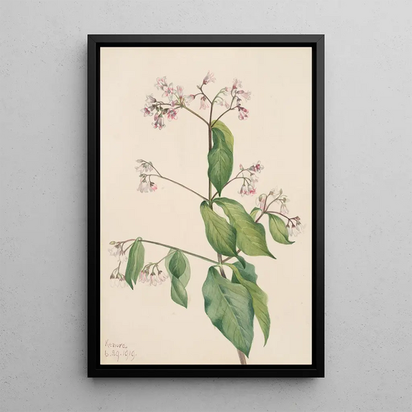 Dogbane Apocyum androsaemfolium - Mary Vaux Walcott — gerahmtes Bild an der Wand